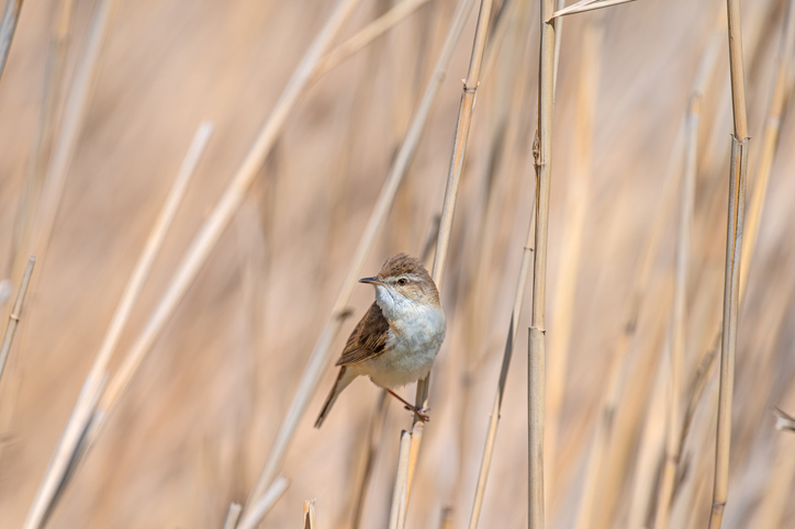 Acrocephalus agricola