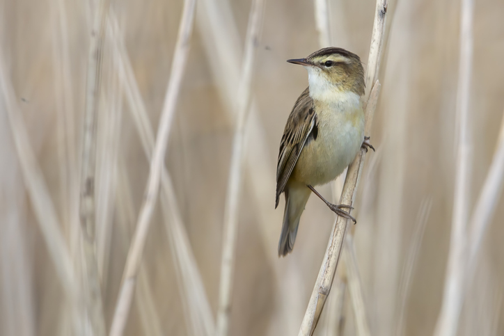 Acrocephalus schoenobaenus